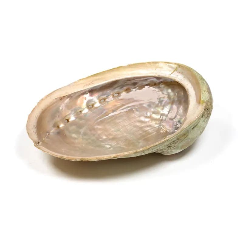 Abeloneskal - M - 12-16cm